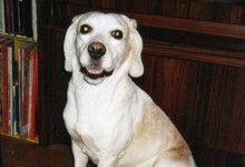 archie kl